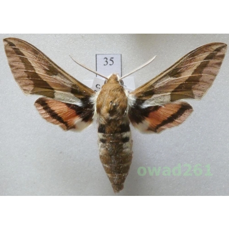 Hyles euphorbiae (Linnaeus, 1758) Hungaria35